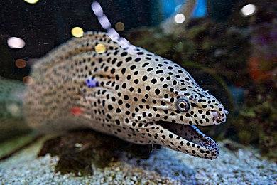 《星际：异端先知》是顽皮狗野心最大 规模最大的游戏